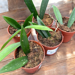 Hoya minibelle Hoja ø7cm