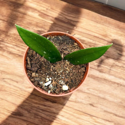 Hoya minibelle Hoja ø7cm