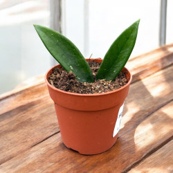 Hoya minibelle Hoja ø7cm