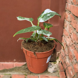 Philodendron white princess Filodendron ø12cm