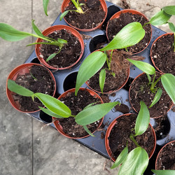 Monstera Burle Marx Flame ø10,5cm