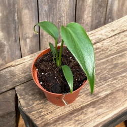 Monstera Burle Marx Flame ø10,5cm