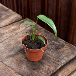 Monstera Burle Marx Flame ø10,5cm