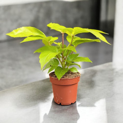 Schefflera actinophylla amate Golden Szeflera parasolowata ø12cm