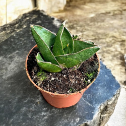 Sansevieria opera house Sansewieria Wężownica ø9cm
