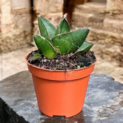Sansevieria opera house Sansewieria Wężownica ø9cm