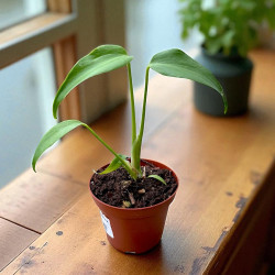 Monstera Burle Marx Flame ø10,5cm