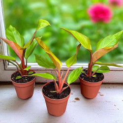 Philodendron mars Filodendron ø12cm