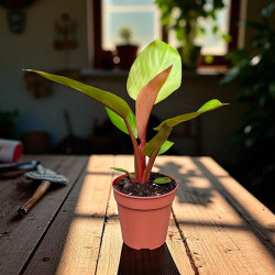 Philodendron mars Filodendron ø12cm