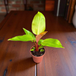 Philodendron mars Filodendron ø12cm