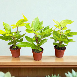 Schefflera actinophylla amate Golden Szeflera parasolowata ø12cm