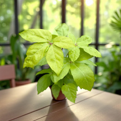 Schefflera actinophylla amate Golden Szeflera parasolowata ø12cm