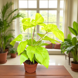 Schefflera actinophylla amate Golden Szeflera parasolowata ø12cm