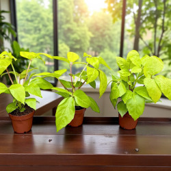 Schefflera actinophylla amate Golden Szeflera parasolowata ø12cm