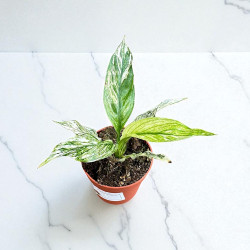 Spathiphyllum Sensation Variegata Skrzydłokwiat ø10,5cm