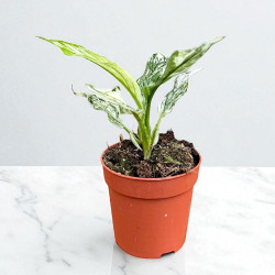 Spathiphyllum Sensation Variegata Skrzydłokwiat ø10,5cm