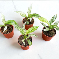 Spathiphyllum Sensation Variegata Skrzydłokwiat ø10,5cm