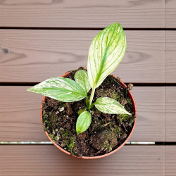 Spathiphyllum Sensation Variegata Skrzydłokwiat ø10,5cm