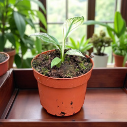 Spathiphyllum Sensation Variegata Skrzydłokwiat ø10,5cm