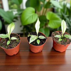 Spathiphyllum Sensation Variegata Skrzydłokwiat ø10,5cm