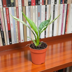 Spathiphyllum Snow Feather Skrzydłokwiat ø7cm
