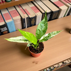 Spathiphyllum Snow Feather Skrzydłokwiat ø7cm