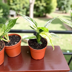 Spathiphyllum Snow Feather Skrzydłokwiat ø7cm